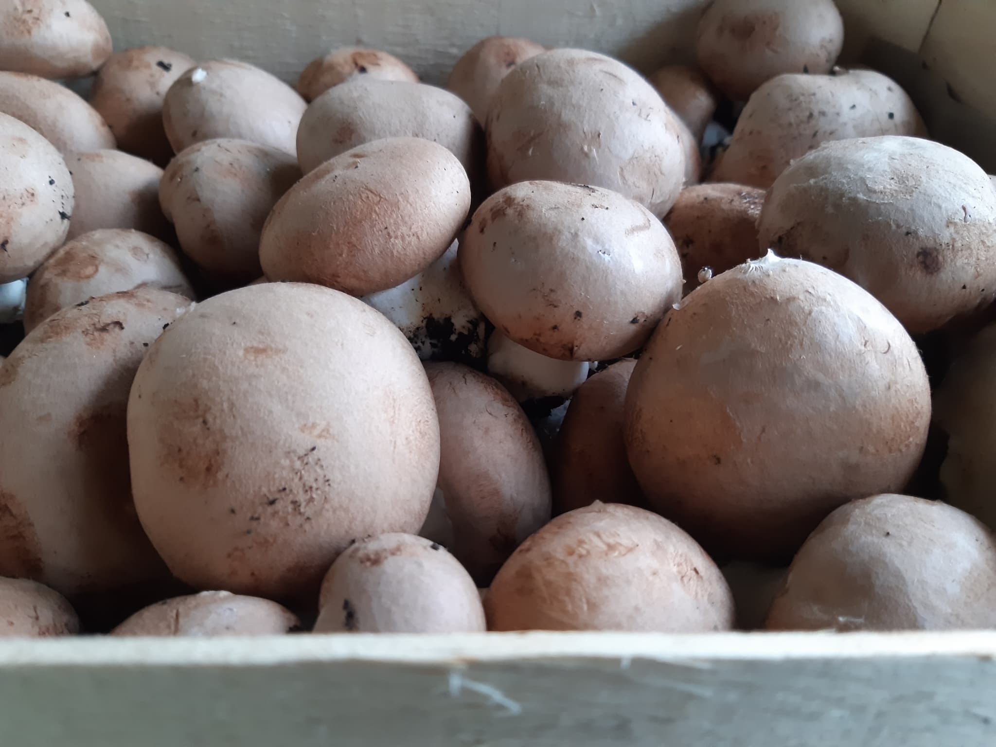Champignon de Paris