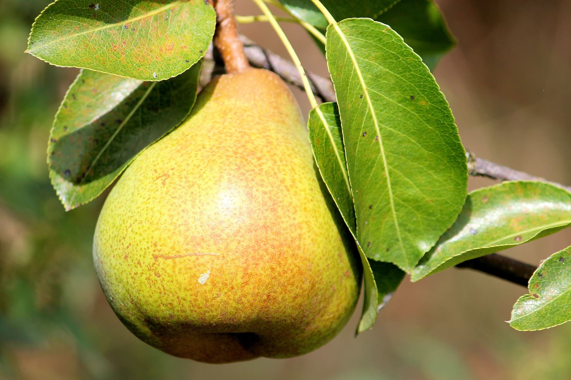 pear-1586866-1920