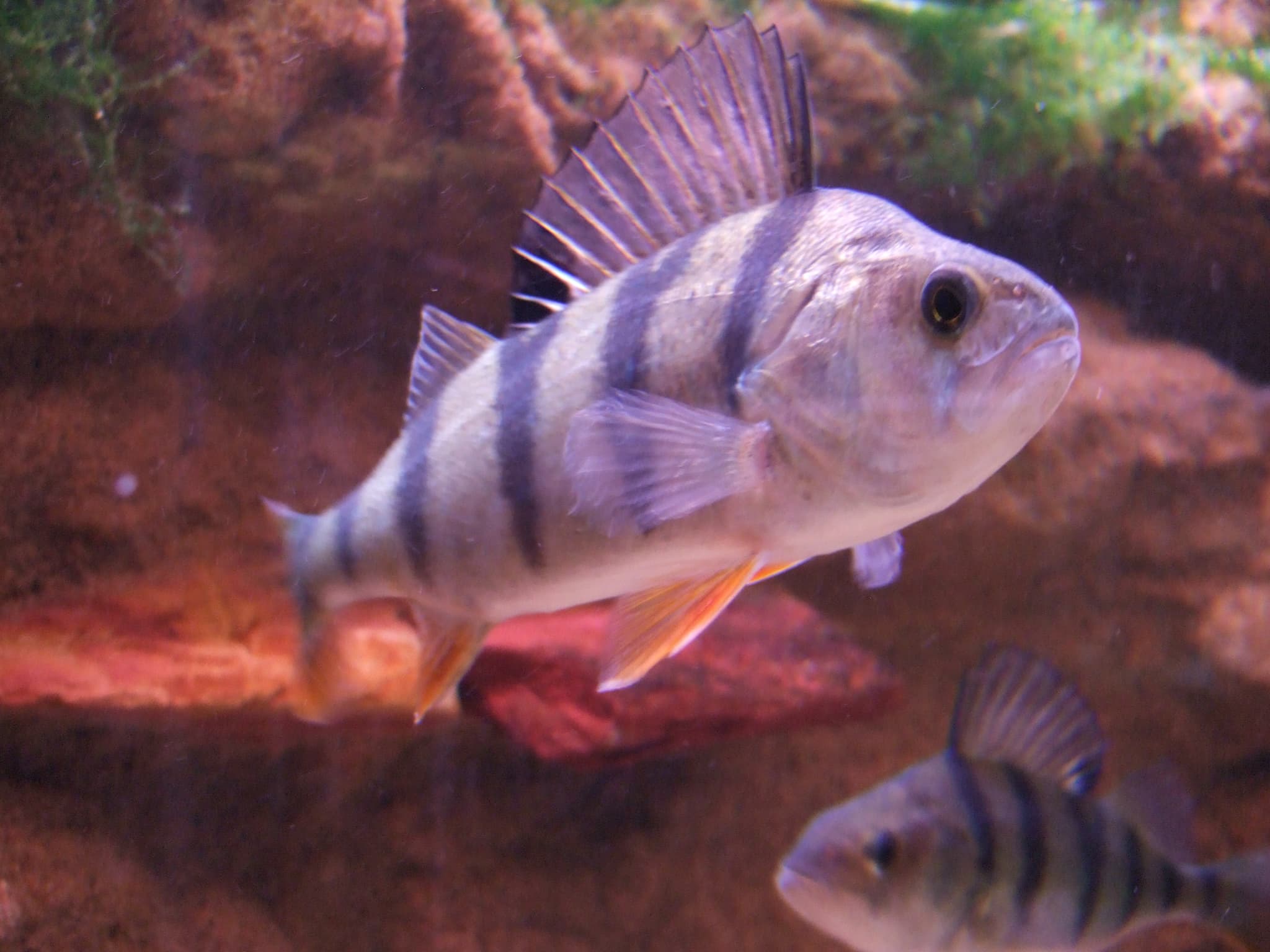 aquarium