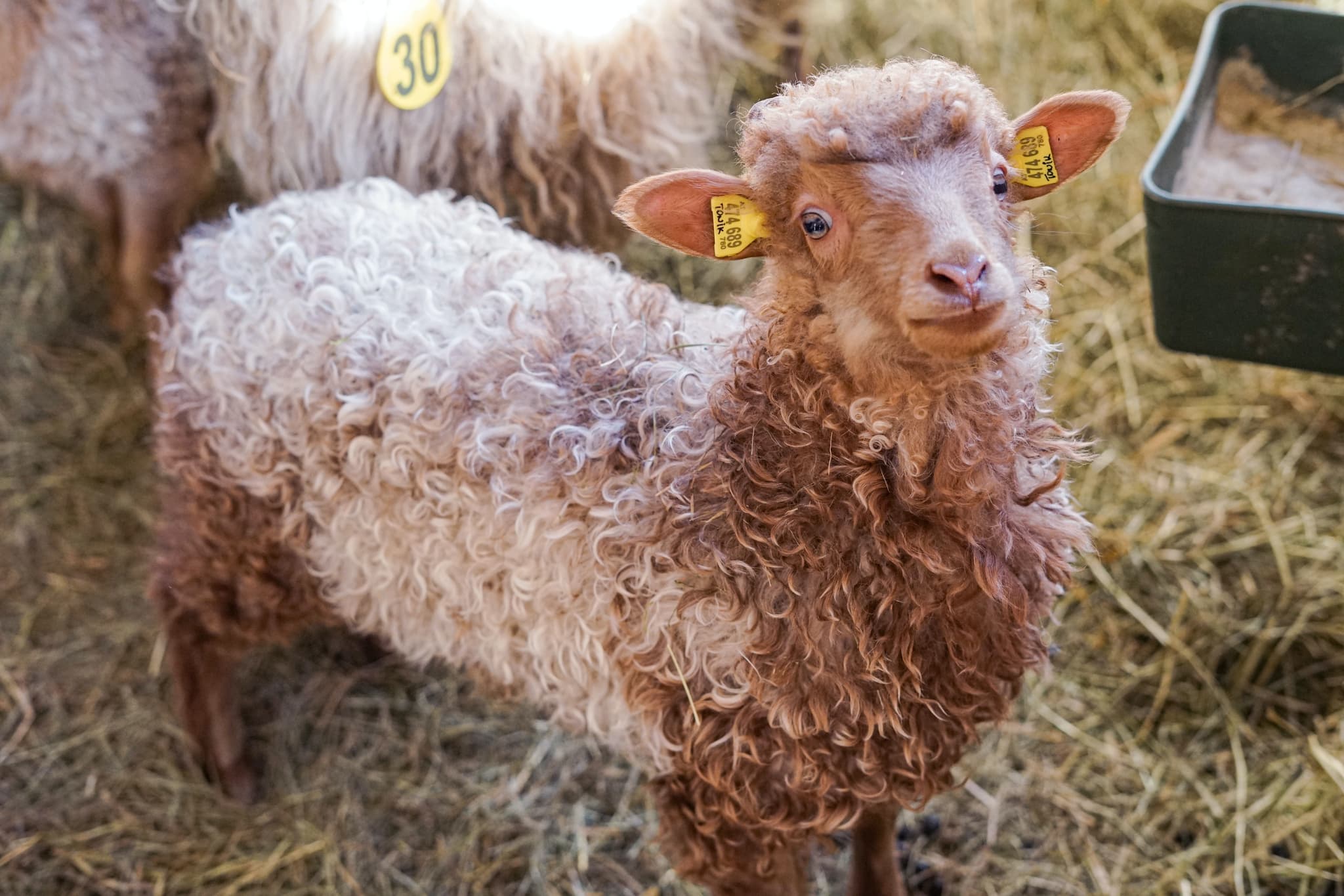 mouton
