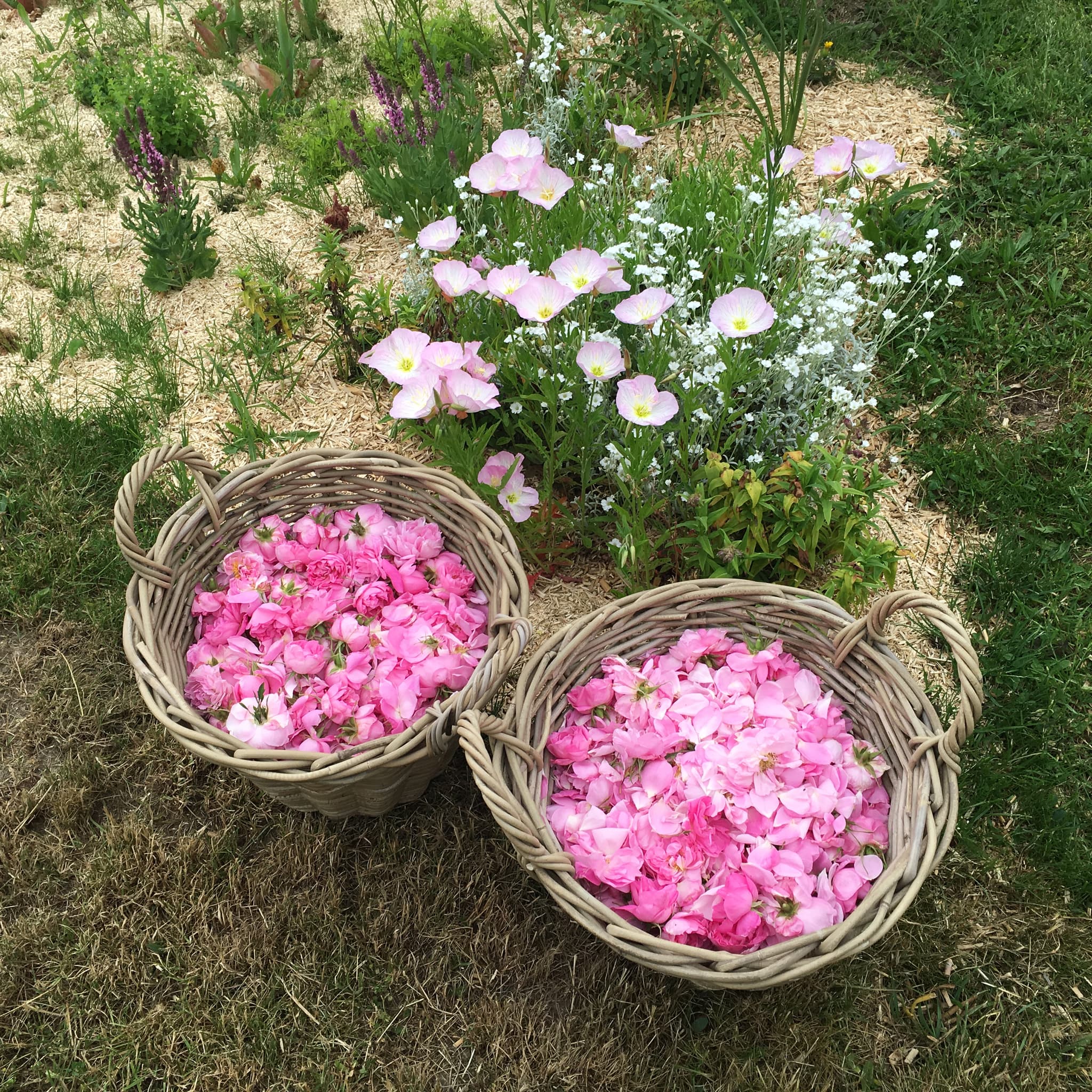 Autry le Châtel -Domaine du beau lièvre - photo 2 paniers roses