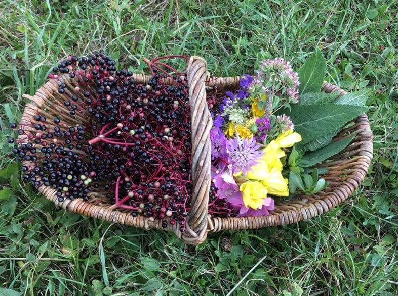 plantes-sauvages-2