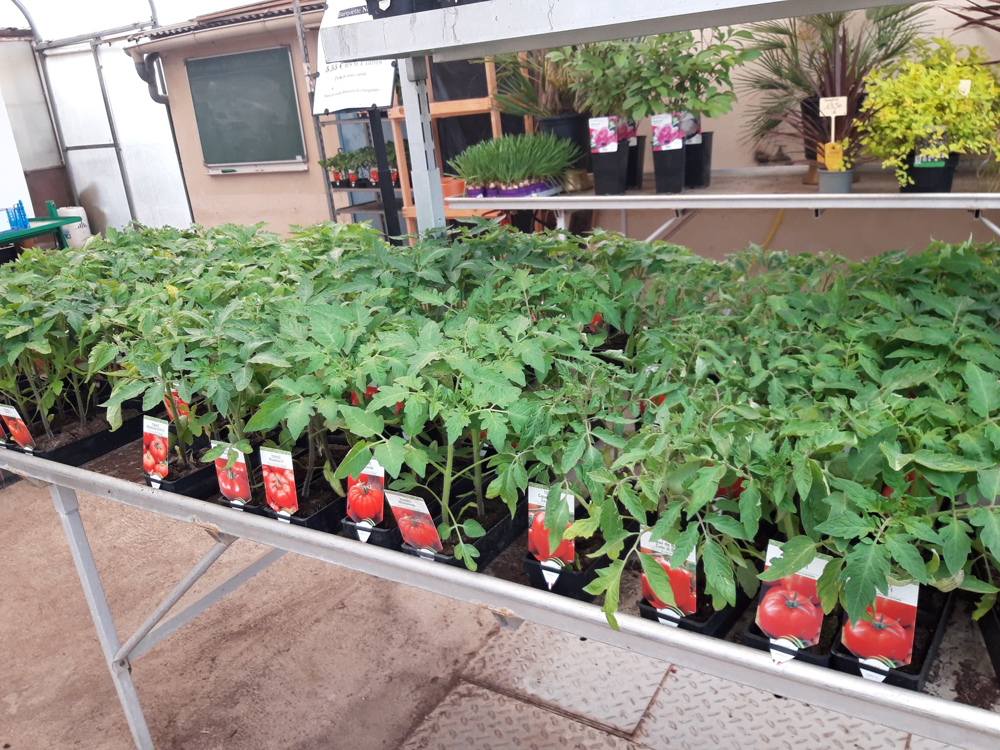 Beaulieu sur Loire - Val fleuri -plants tomates