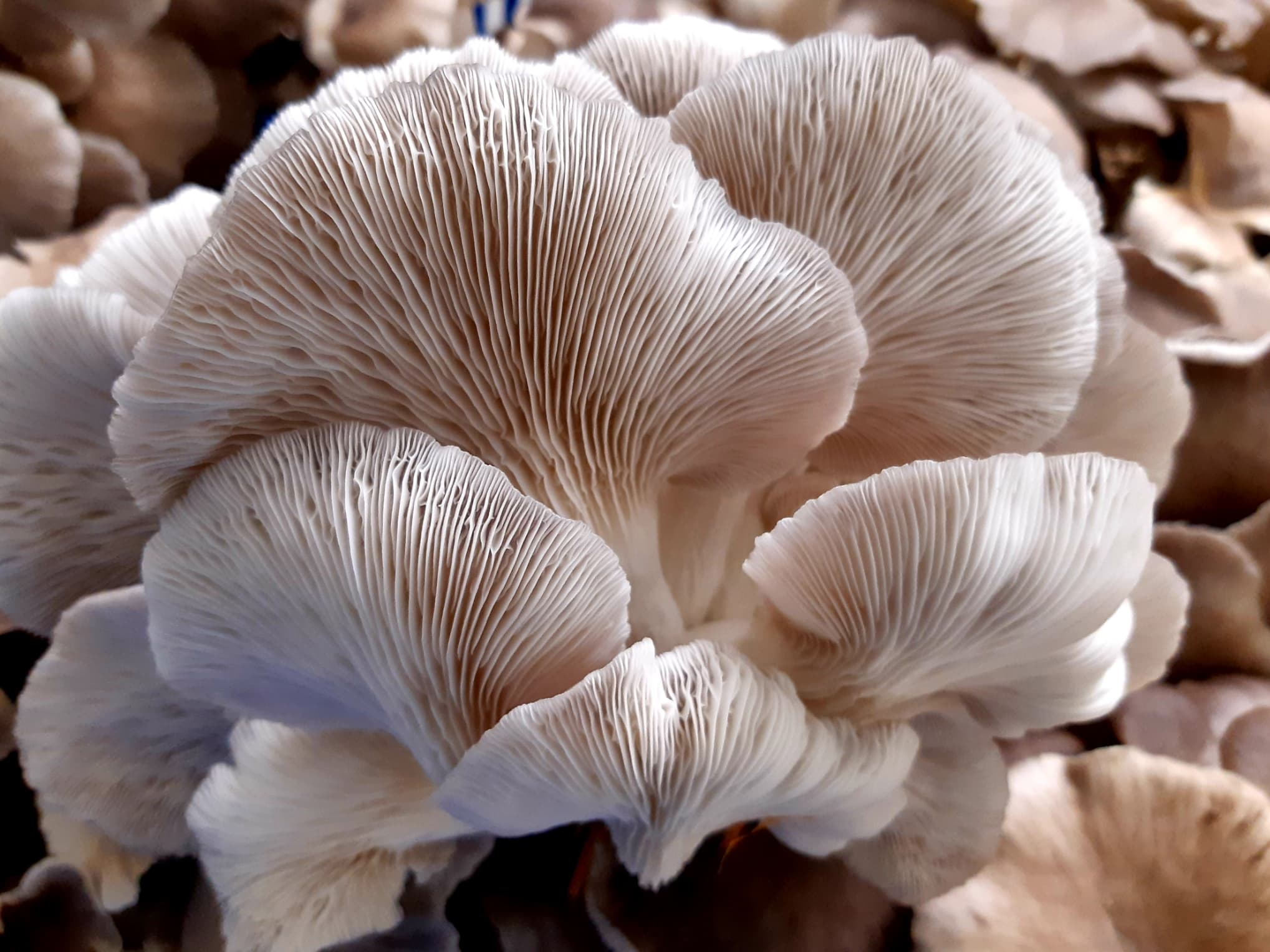 Champignon Pleurote