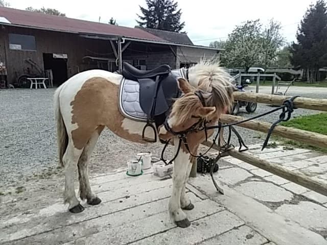poney 3