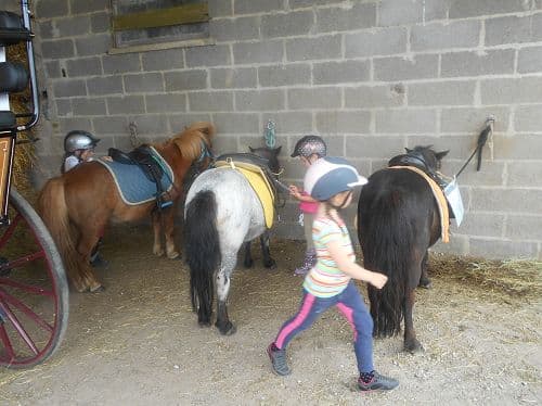 poneys