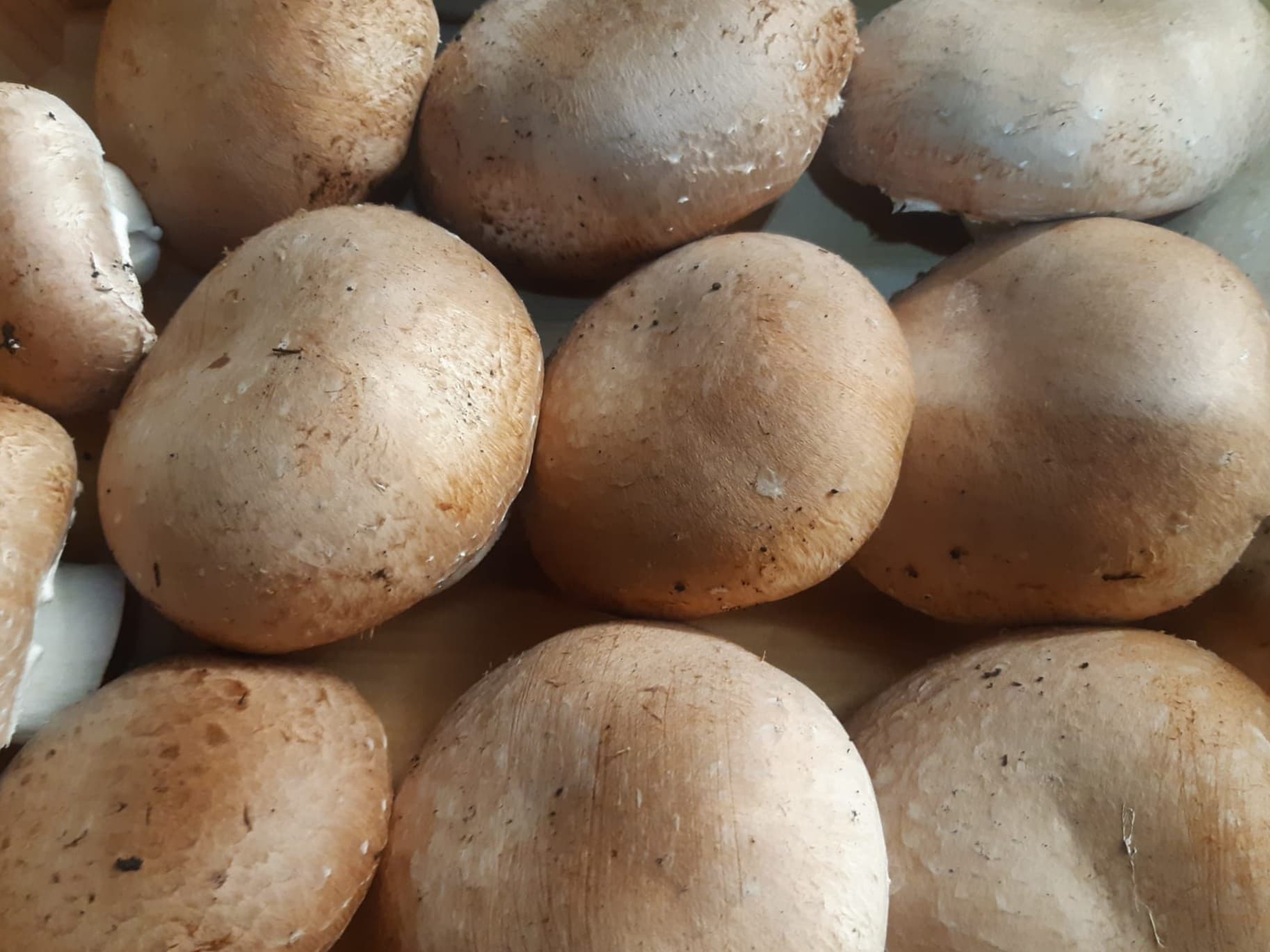 Champignon Portobello