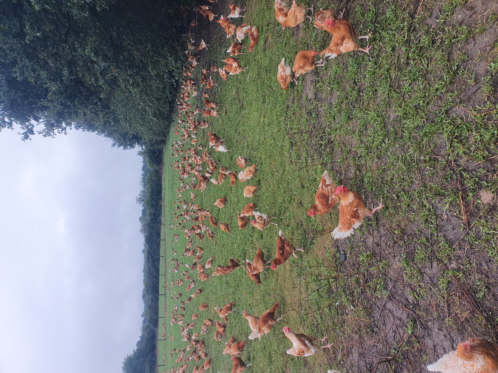 poulet