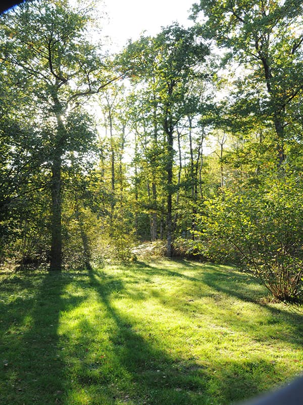 Forêt de Cléré