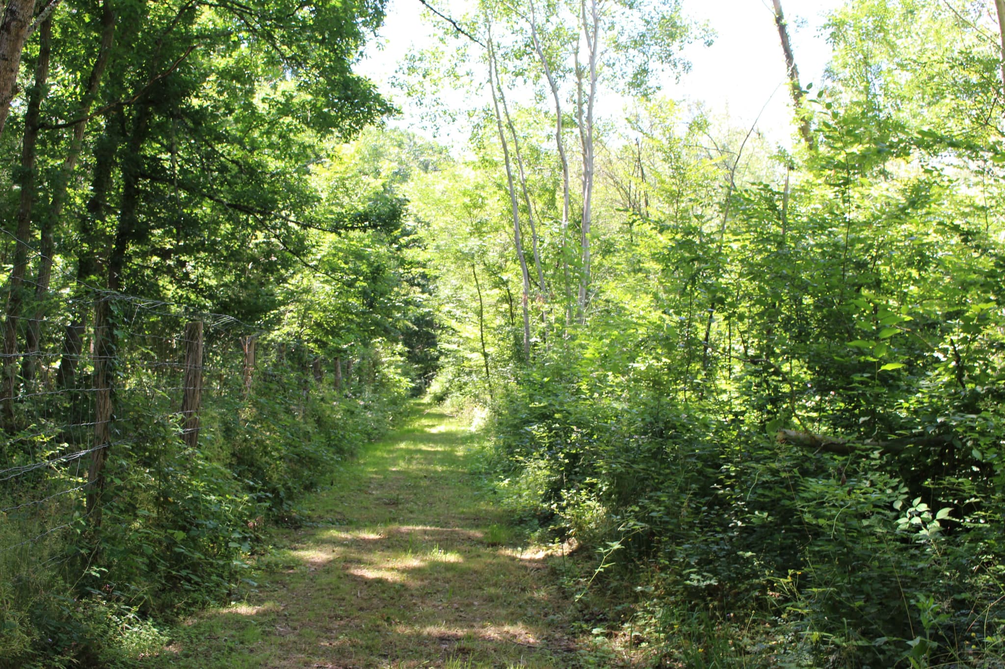 promenade en sous-bois