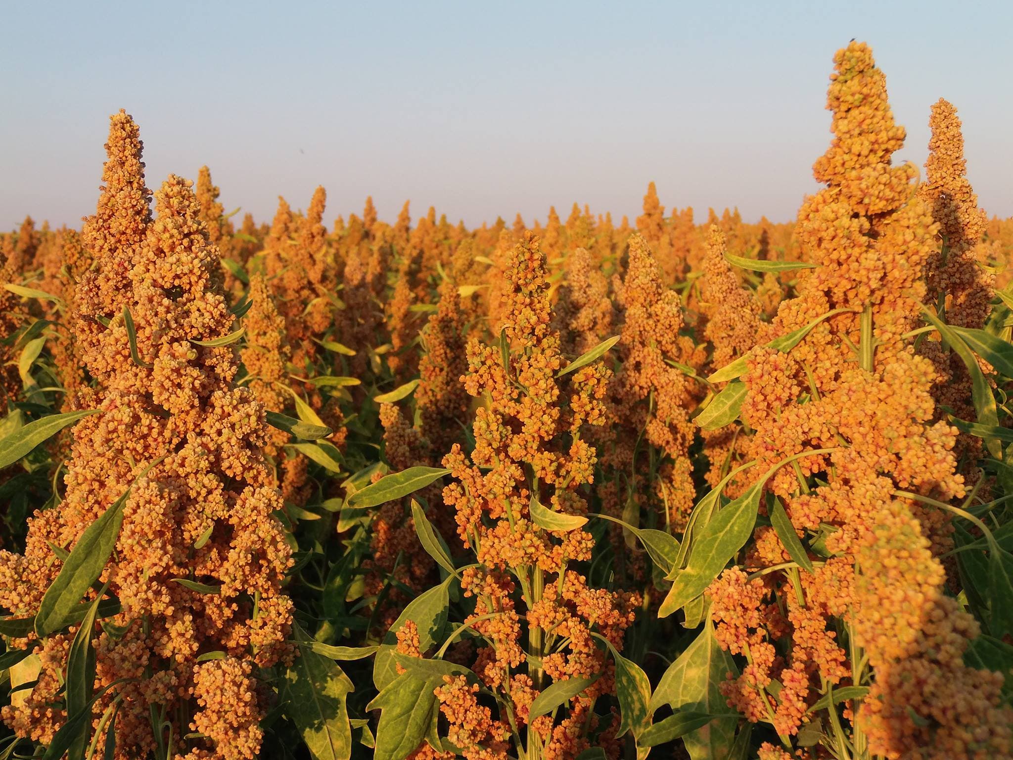 quinoa