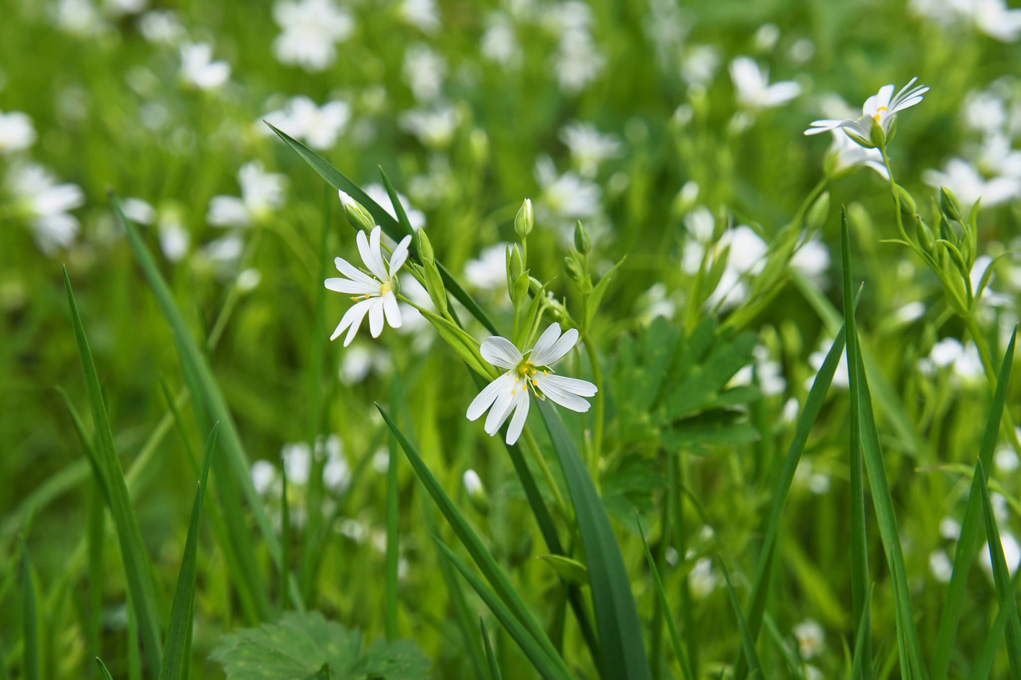 ralf1403-flower-meadow-7955256