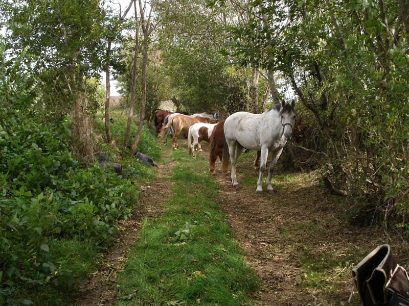 rando-a-cheval-Epineau-gue-de-la-Forge-