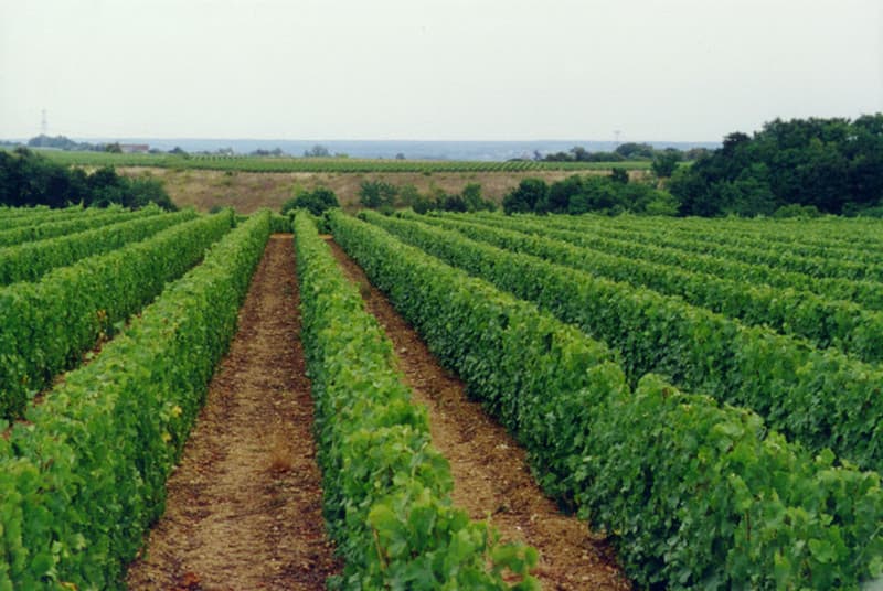 Rang de vignes