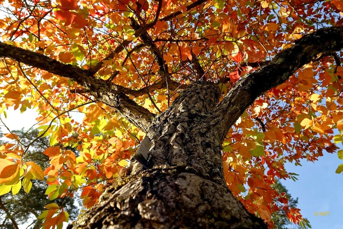 Sassafras multicolore