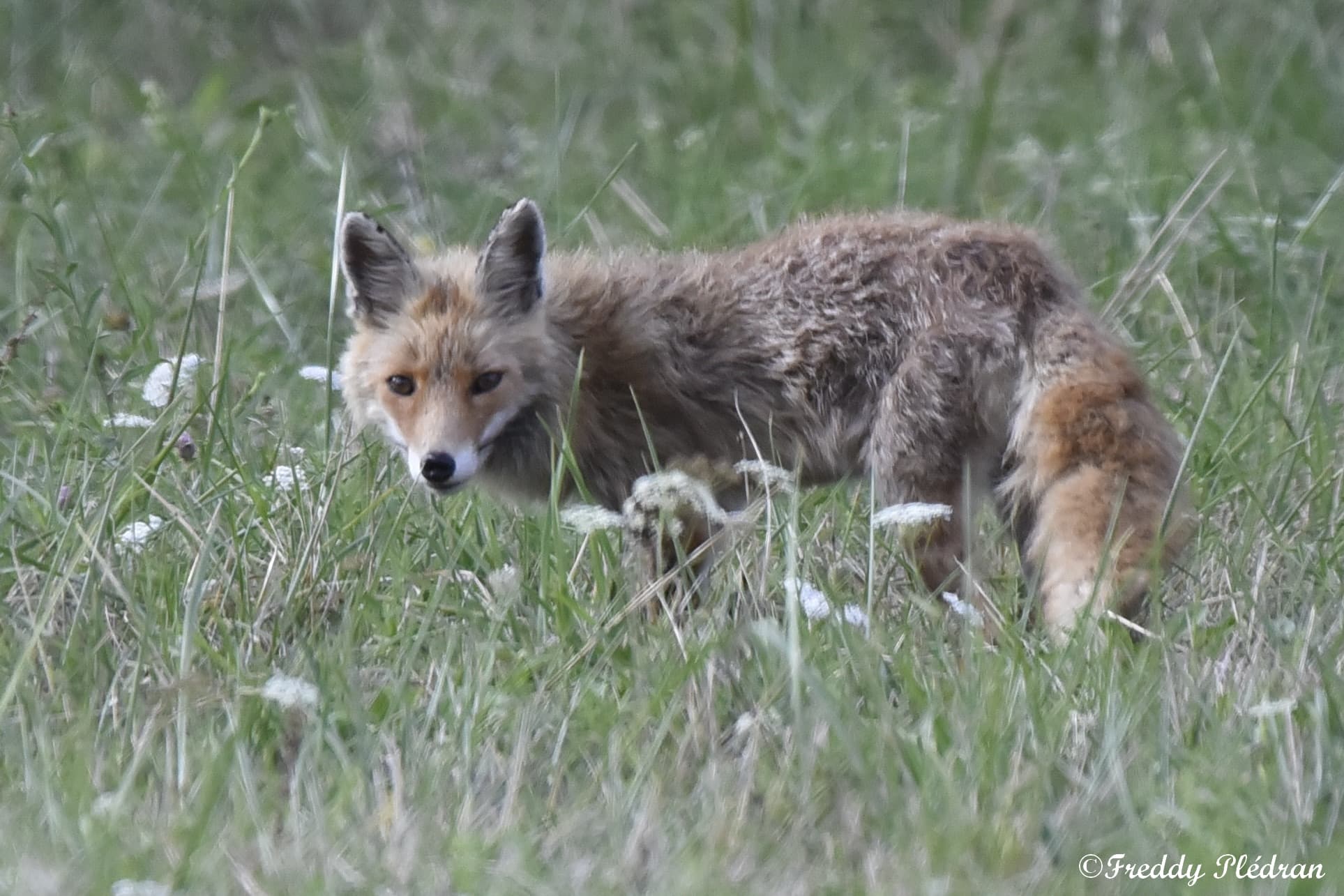 renard-roux