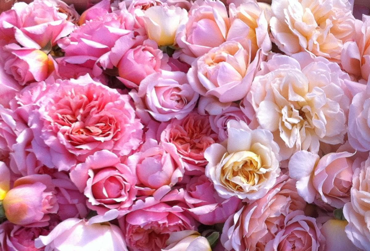 Fleurs comestibles