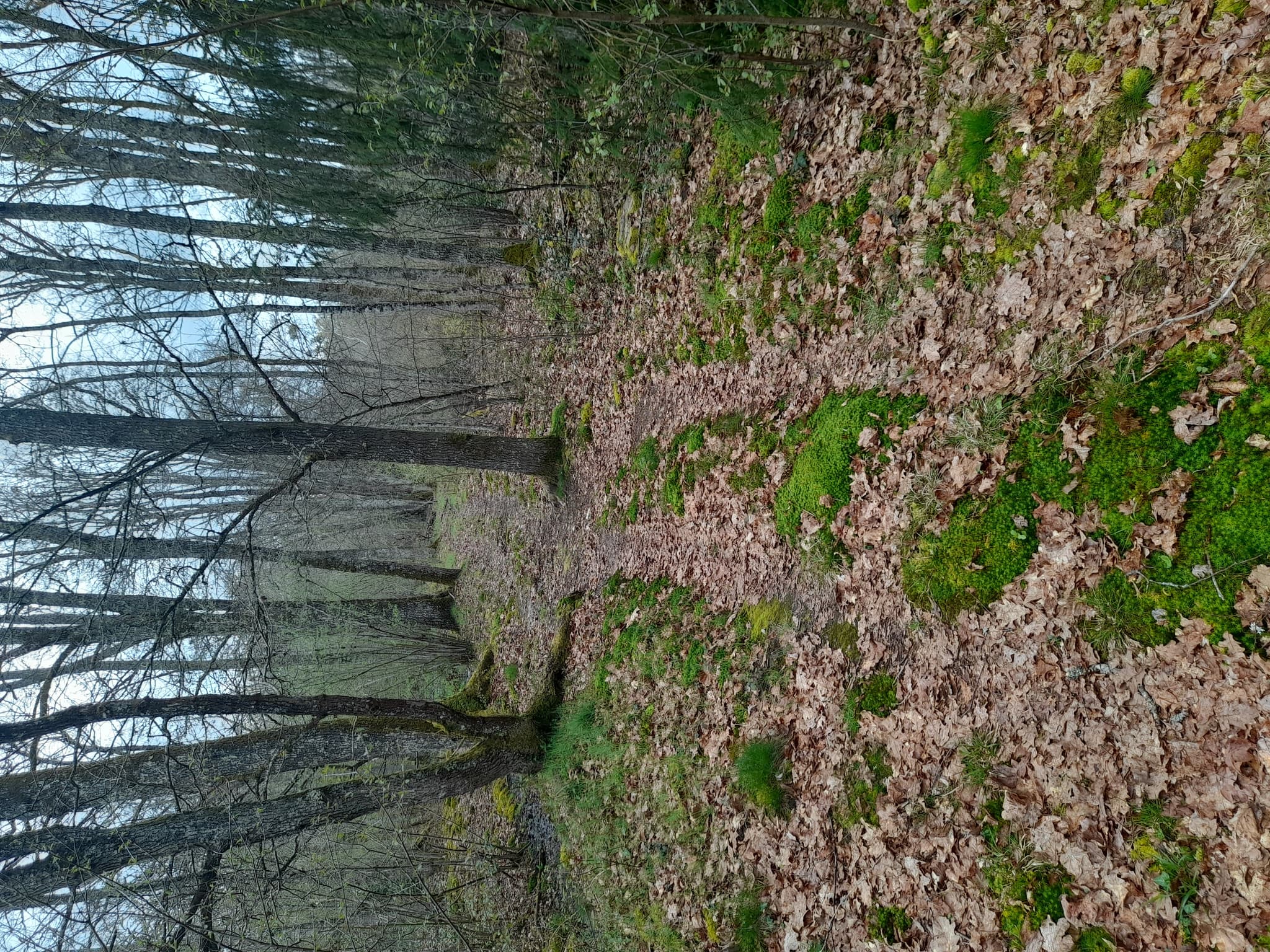 sentier bois
