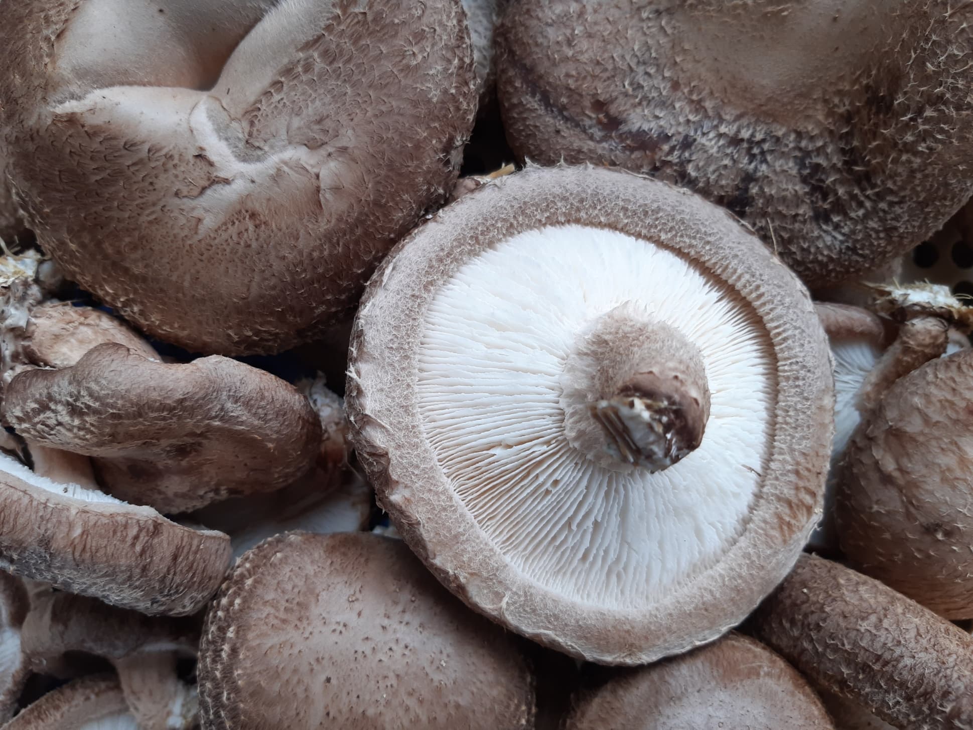 Champignon Shiitake