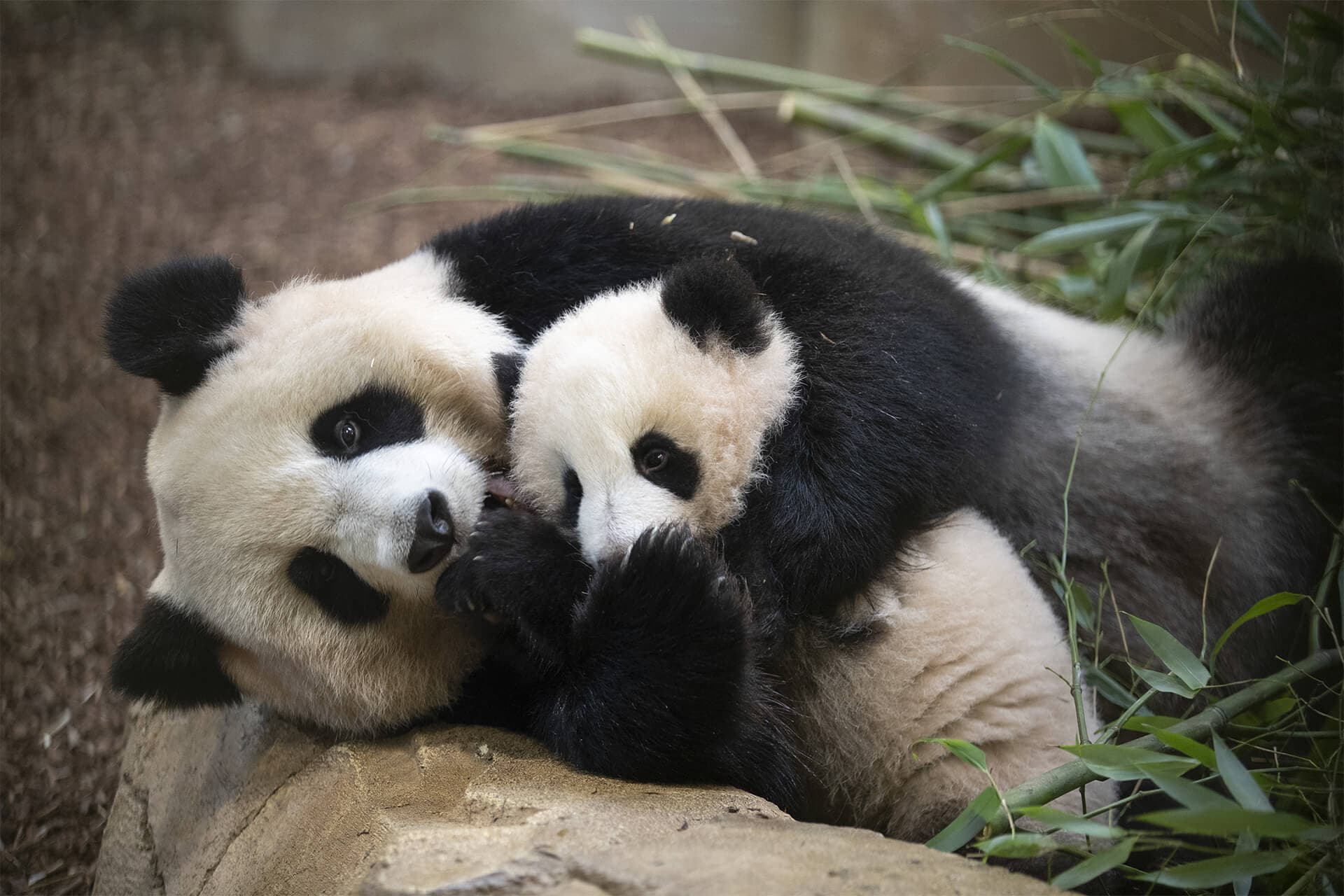 Huanlili et sa maman Huan Huan