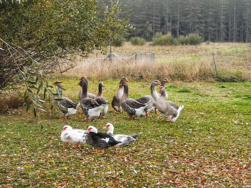 sologne-tourisme-canards-dehores
