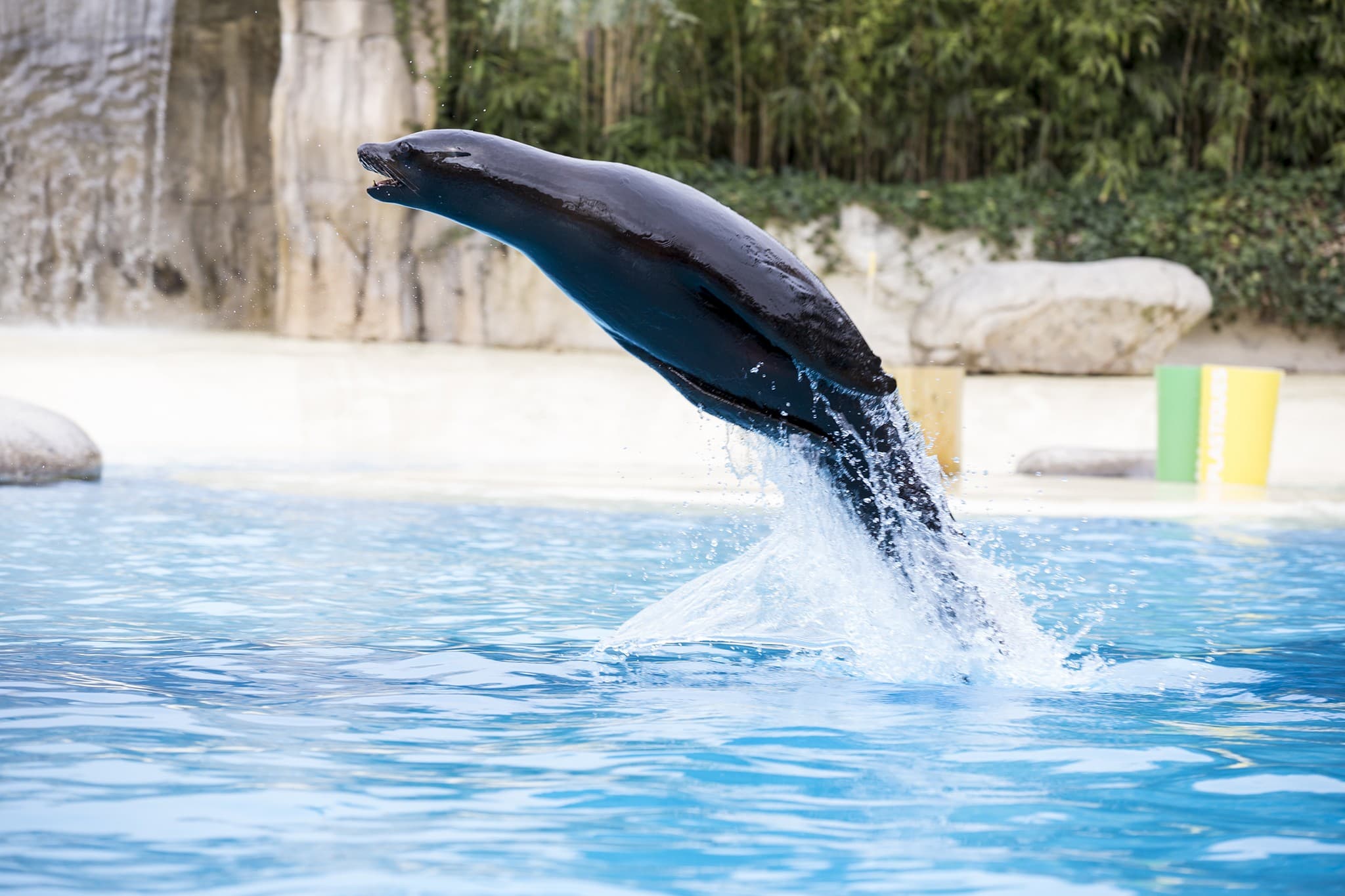 spectacle-otaries-zooparc-de-beauval-10