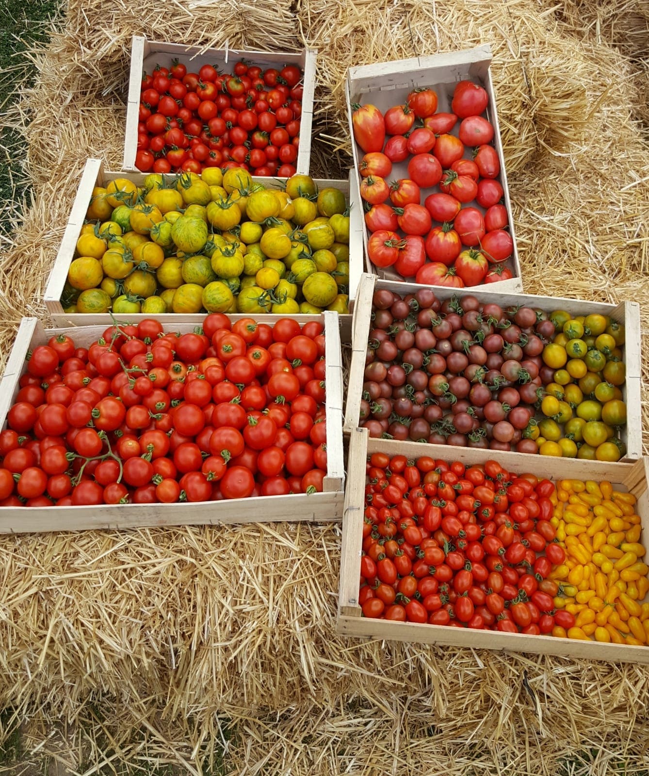 tomates en caisse sur paille