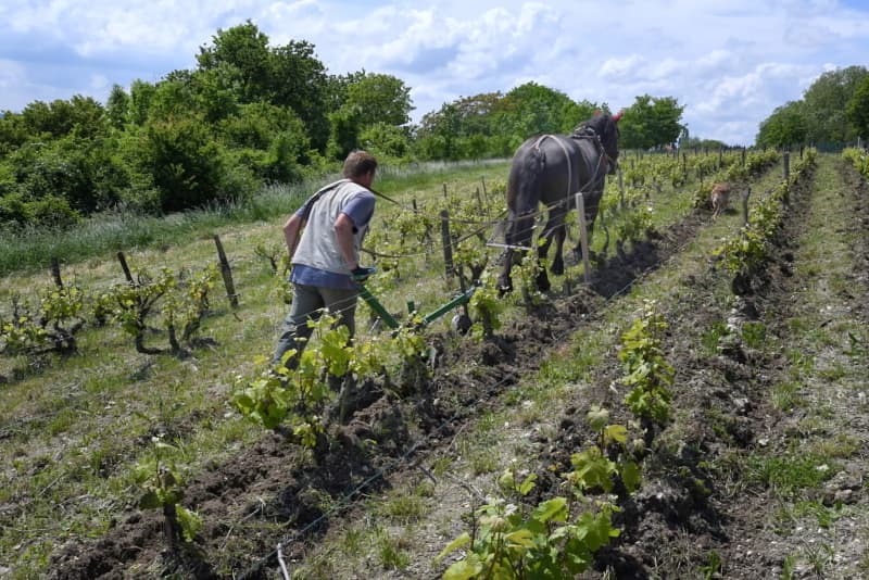 Travail des vignes avec le cheval