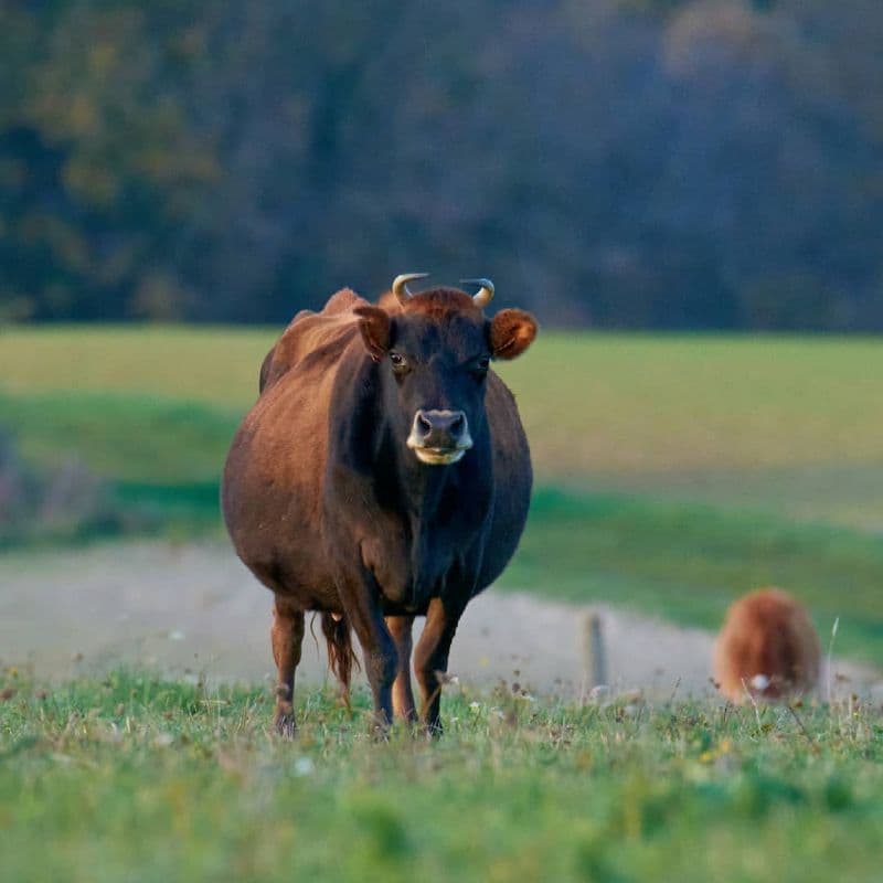 Vache Jersey