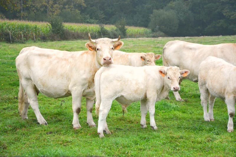 vaches