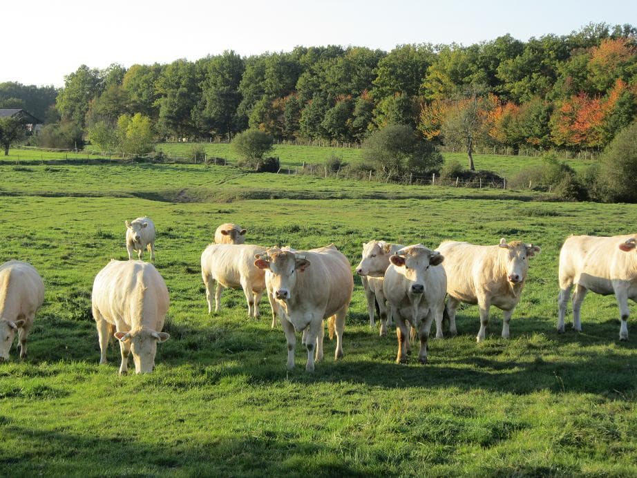 vaches1[1]