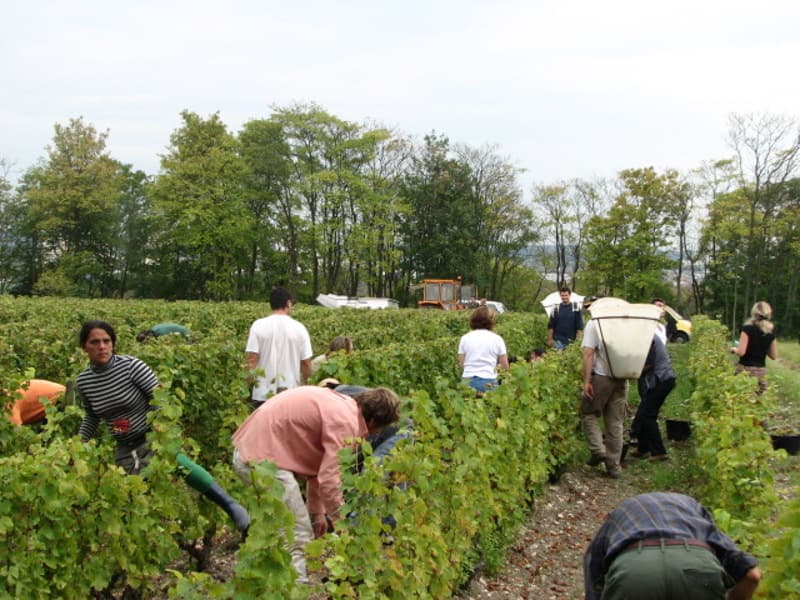 Vigneau-Chevreau - Vendanges du Clos de Rougemont