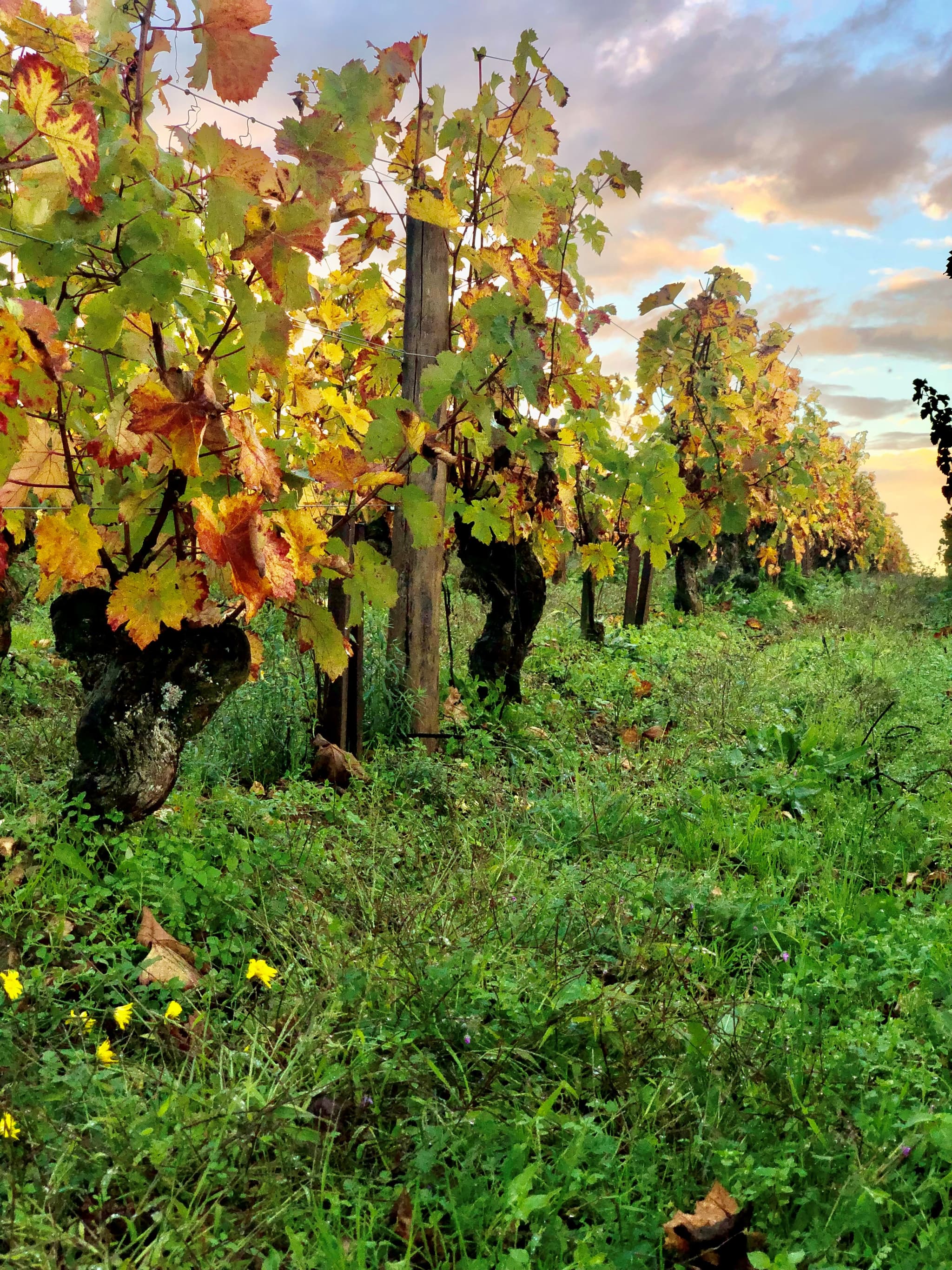 vignes