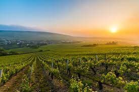 vignoble
