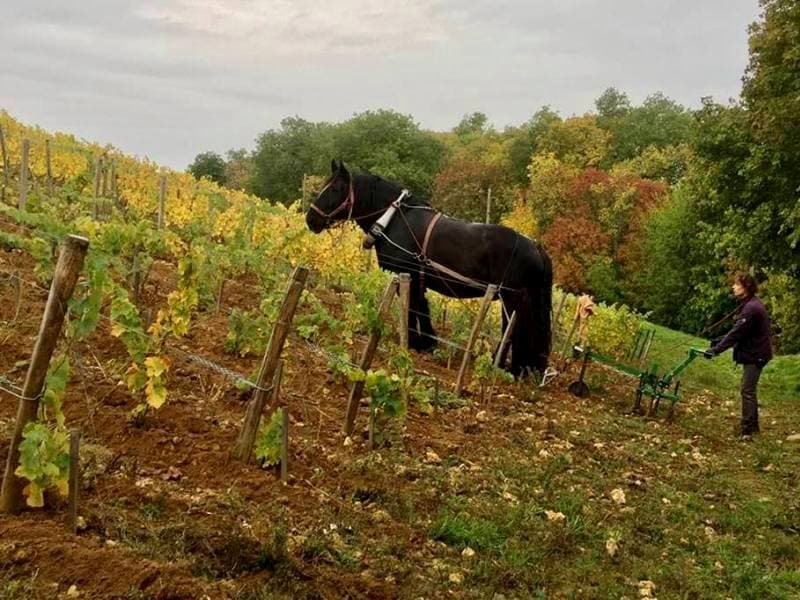 Vincent Carême - Le vignoble de Vernou - AOC Vouvray