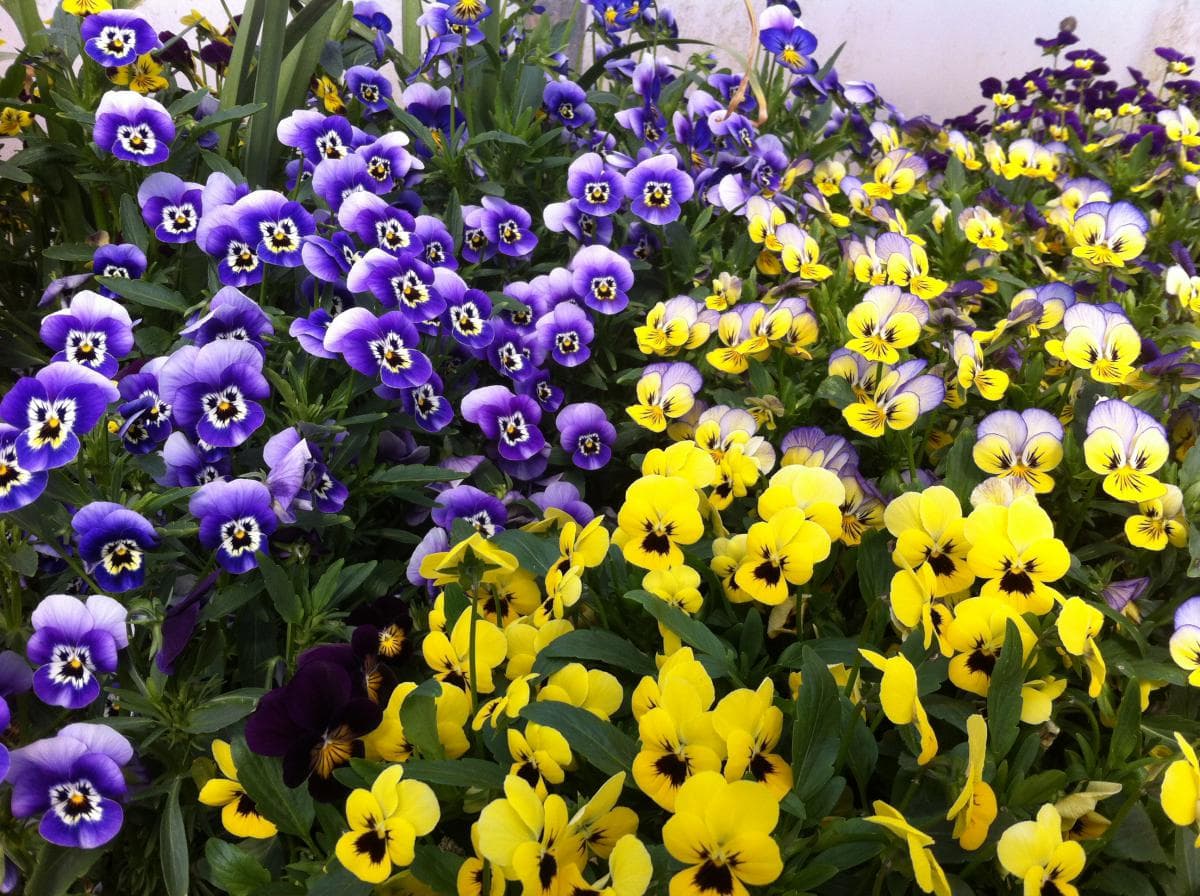 Fleurs comestibles