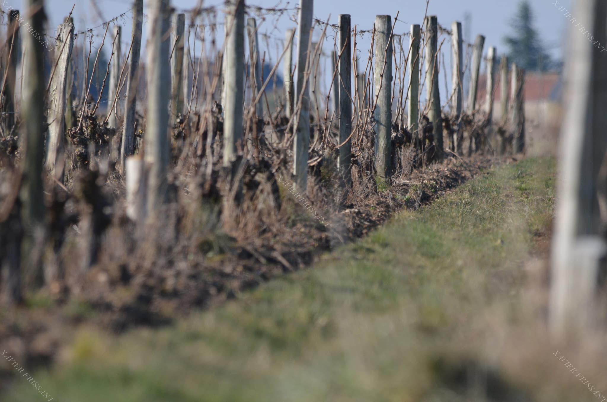 xavier_frissant_vigneron (1)