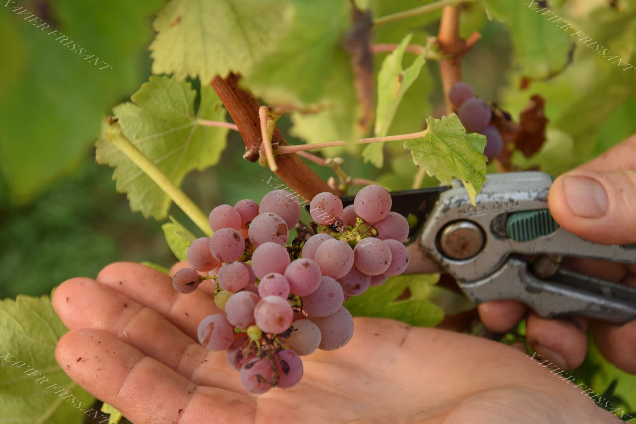 xavier_frissant_vigneron (3)