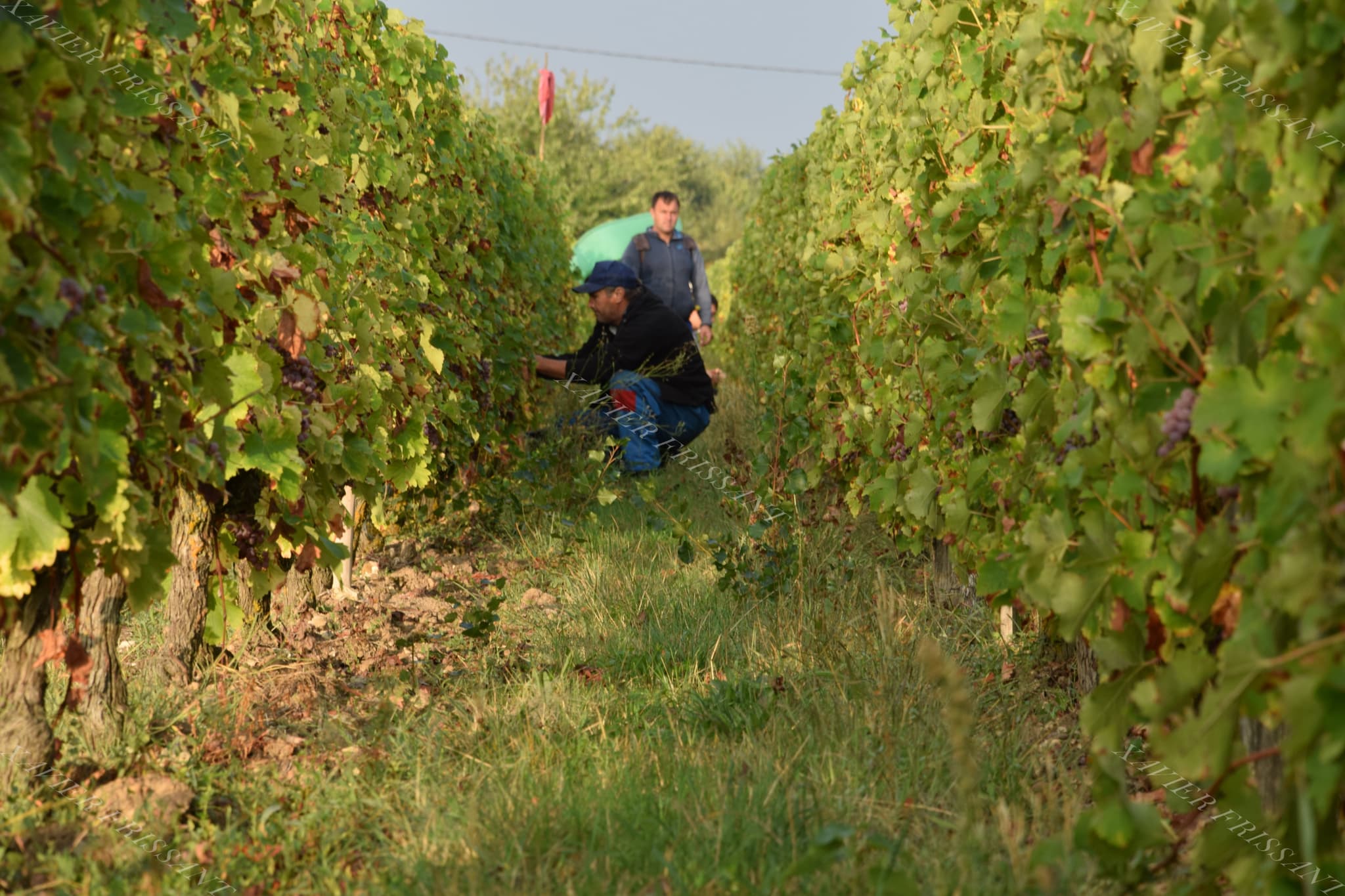 xavier_frissant_vigneron (4)