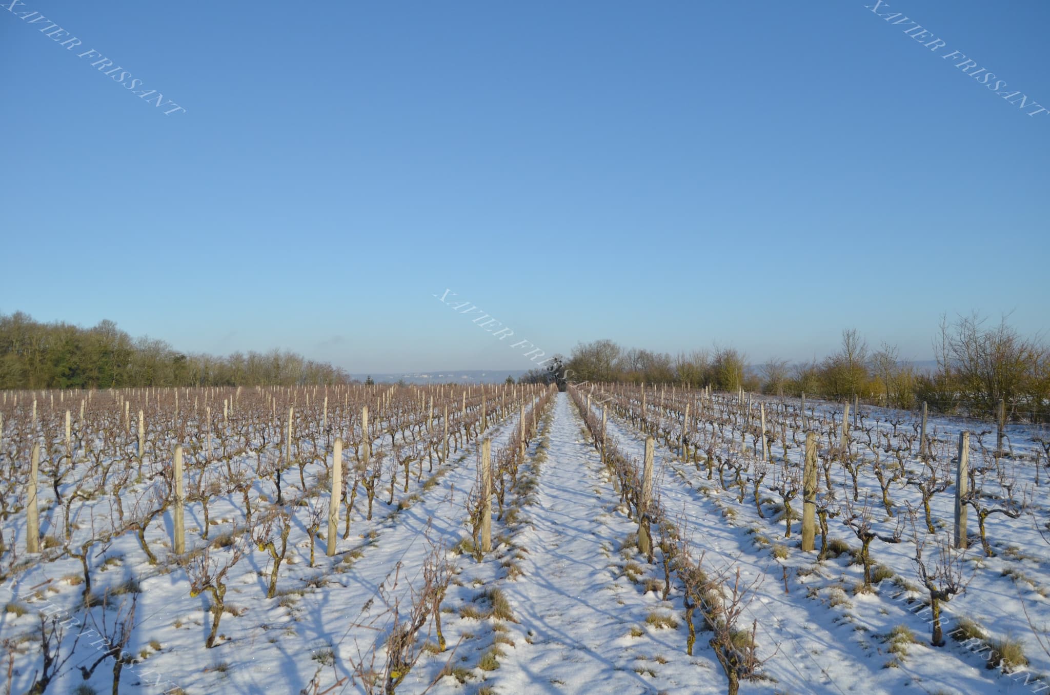 xavier_frissant_vigneron (5)