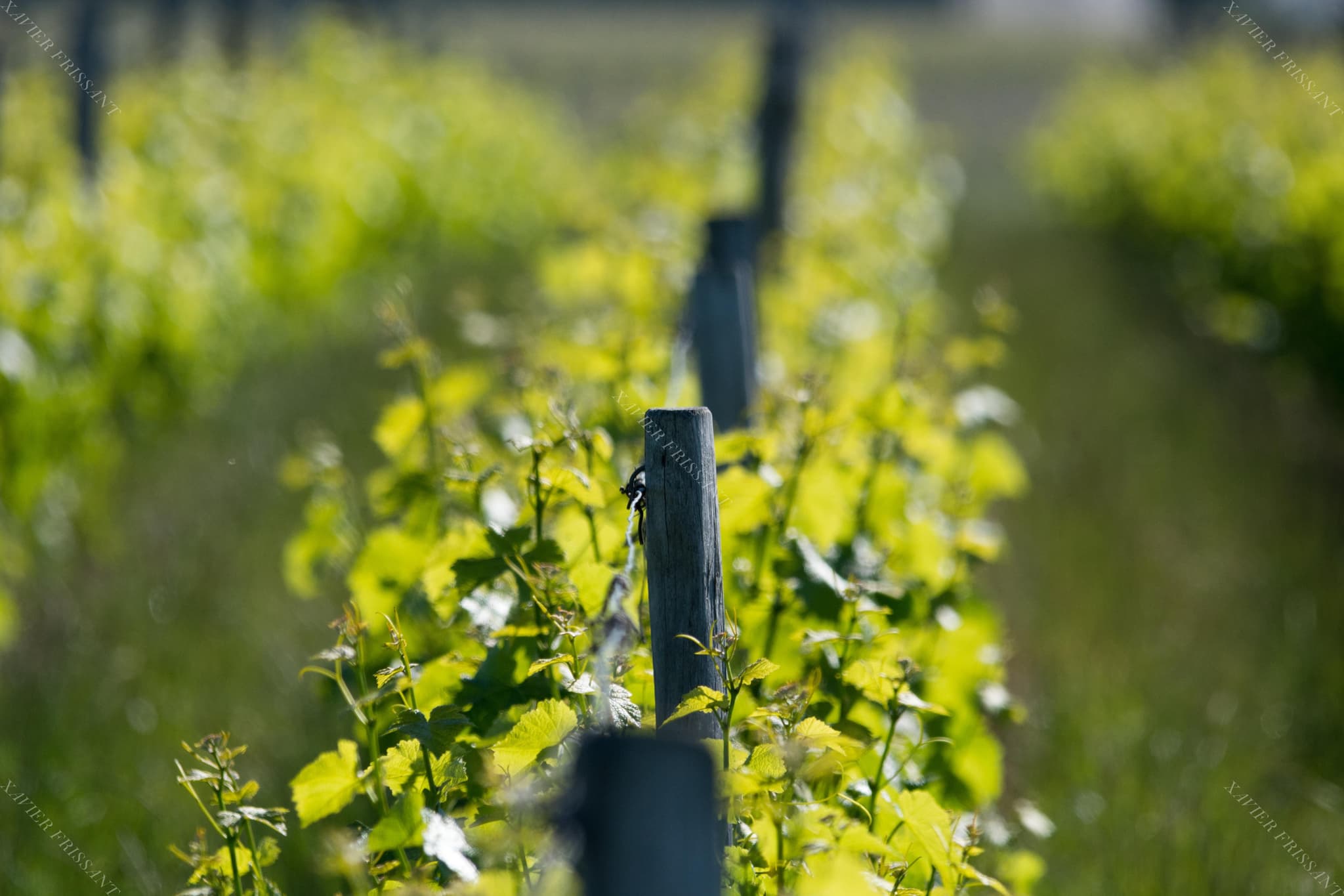 xavier_frissant_vigneron (6)
