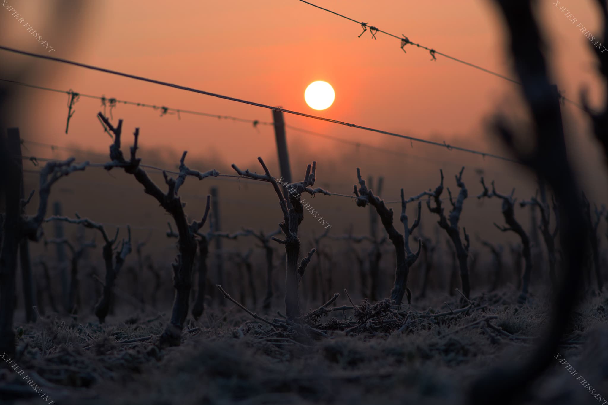 xavier_frissant_vigneron (7)