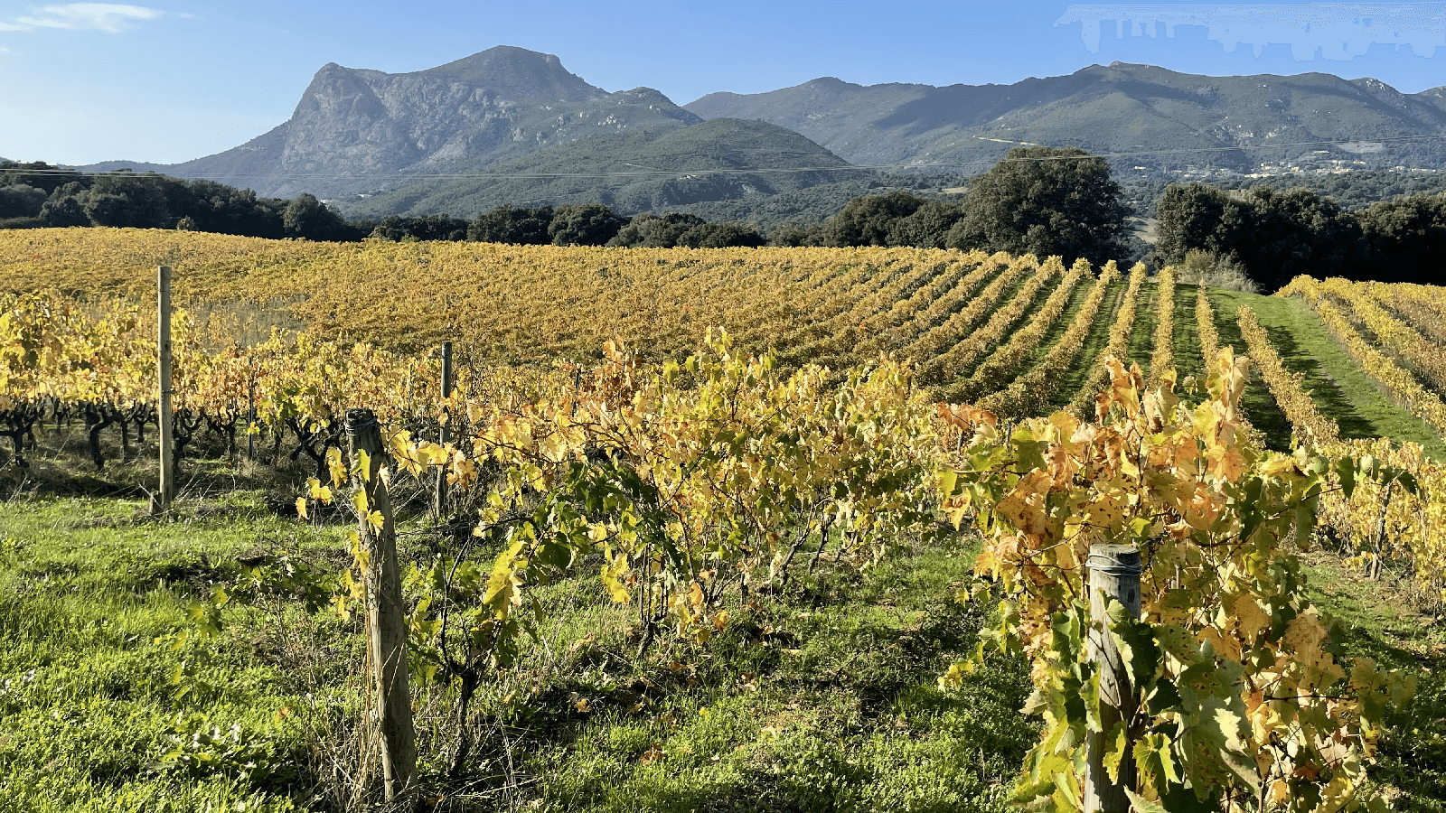 2021-Vignes