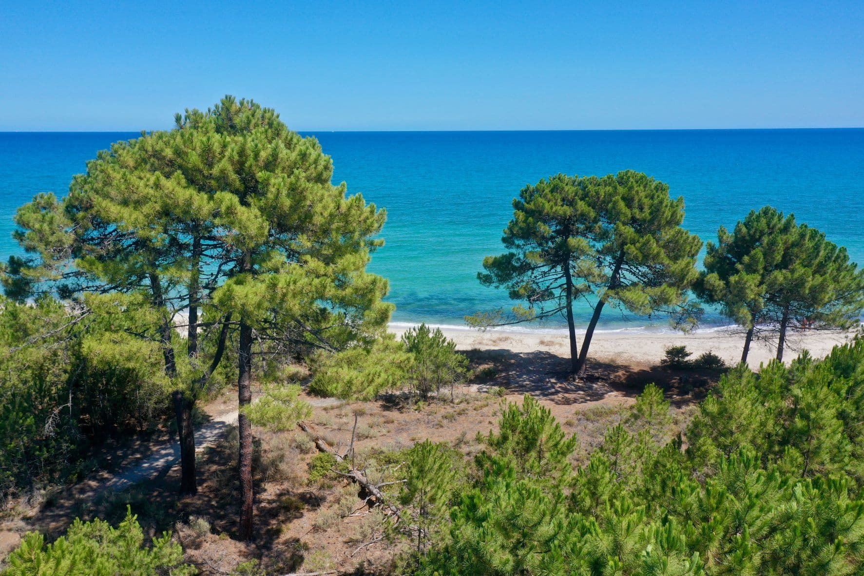 pinia-ghisonaccia