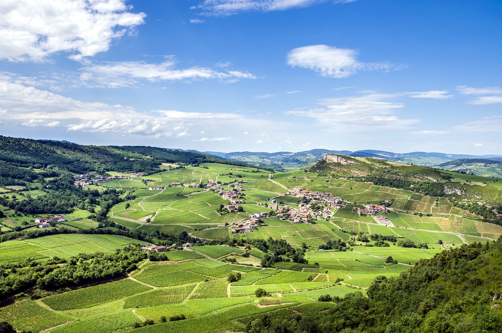 Solutré et le vignoble