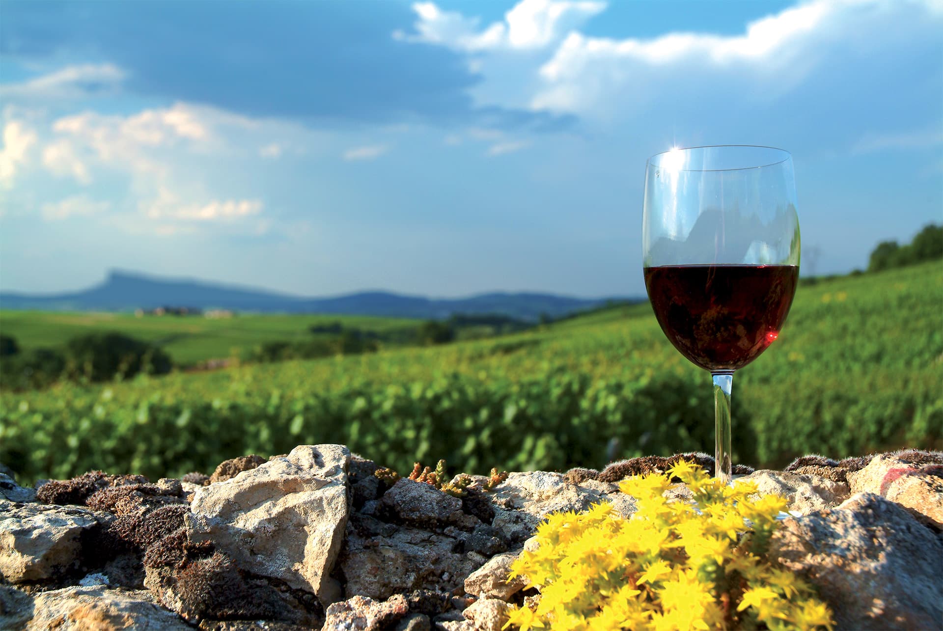 Les vins du Mâconnais
