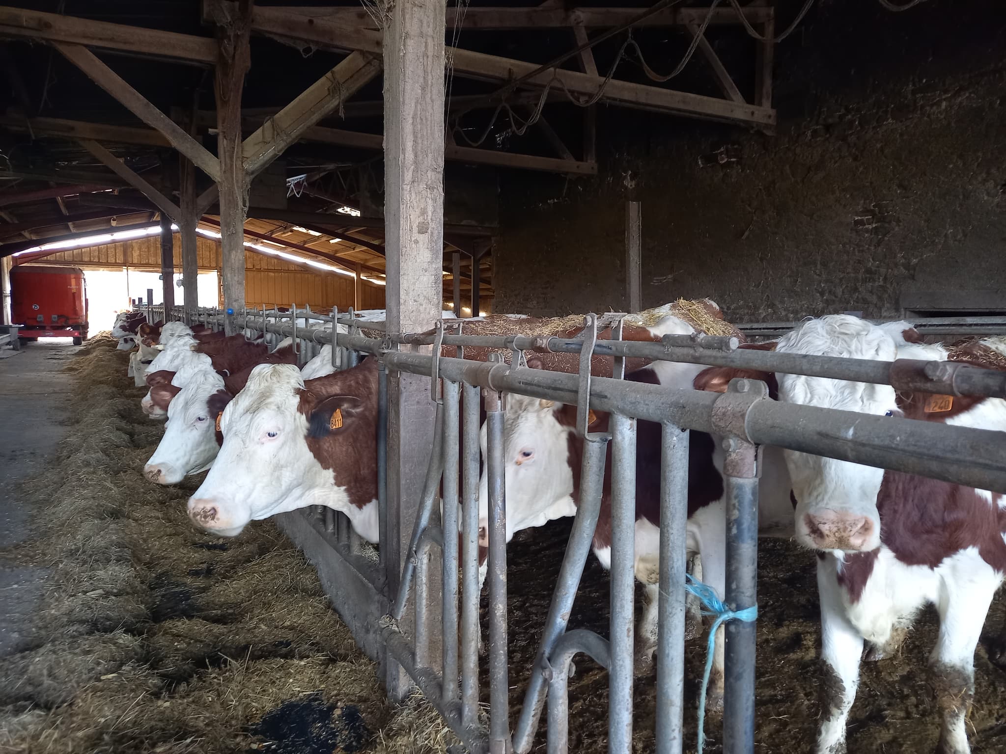 Visite de Ferme (Fromagerie Berthier)- Avril-sur-Loire