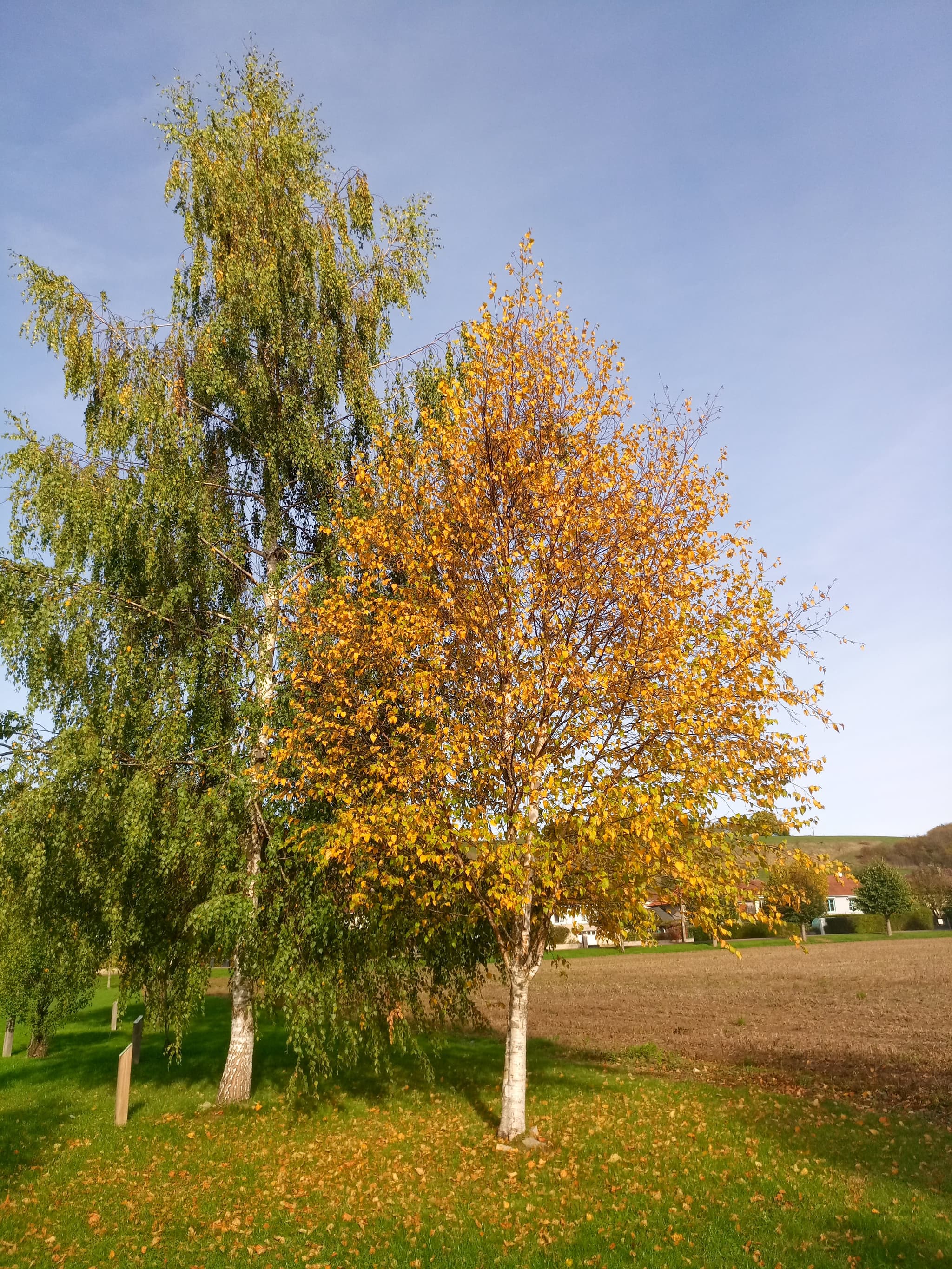 Bouleau