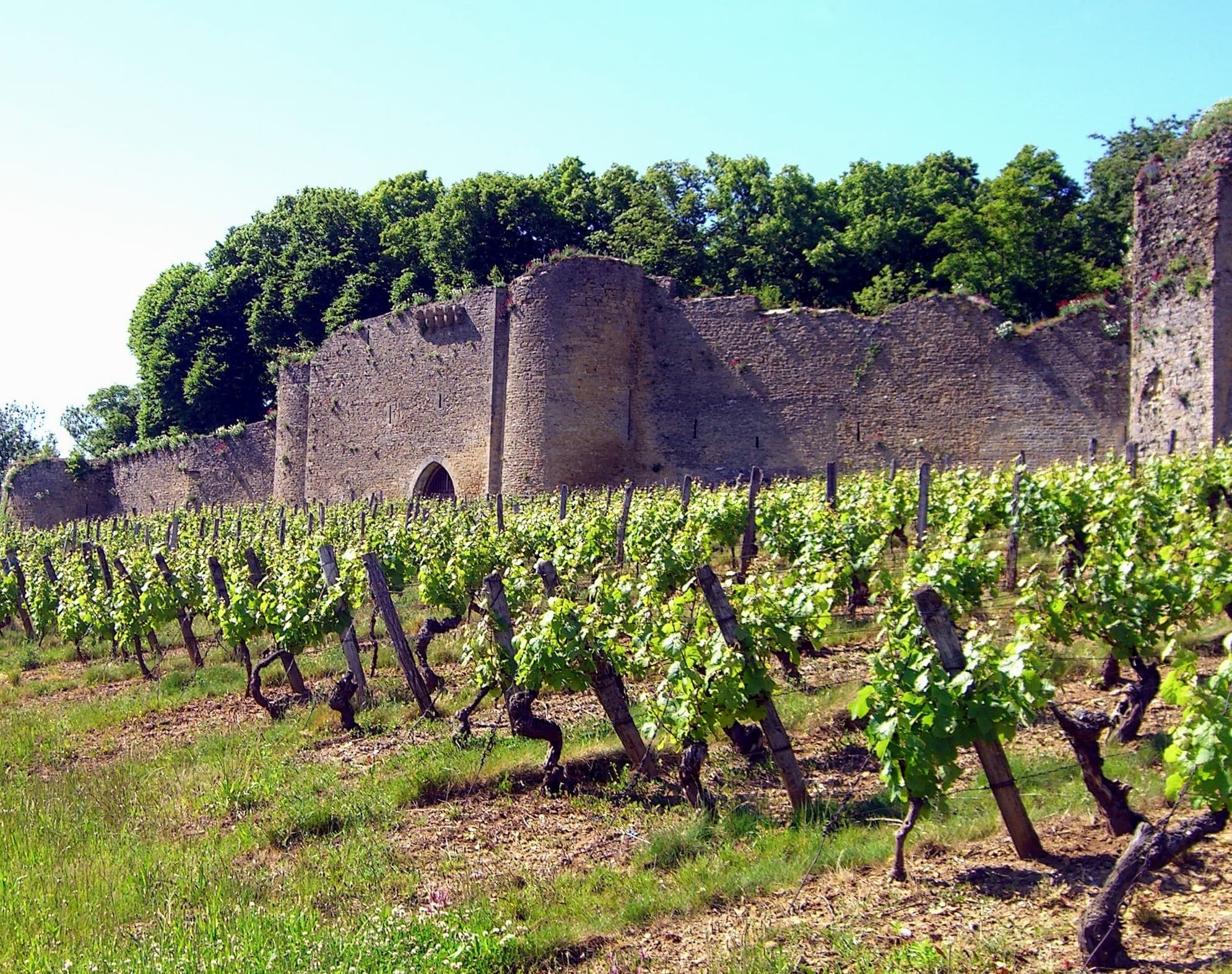 VINS DU JURA - DOMAINE CHÂTEAU D'ARLAY_1