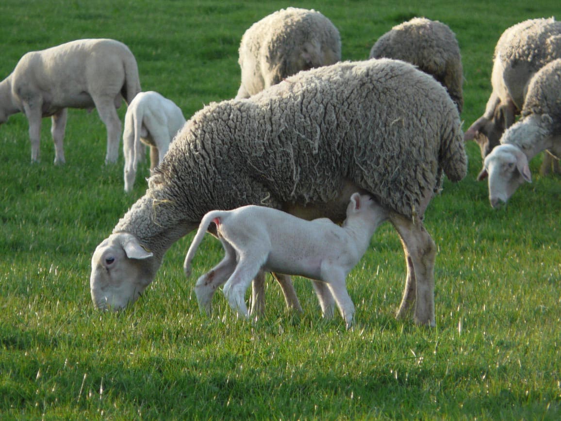 FERME DES AUBRACS_1